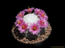 Mammillaria herrerae 1062